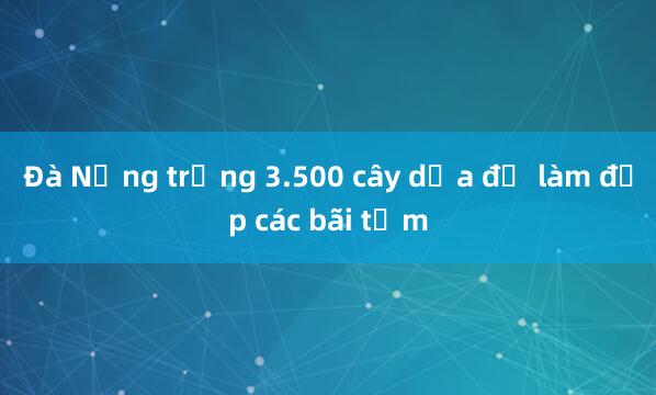 Đà Nẵng trồng 3.500 cây dừa để làm đẹp các bãi tắm